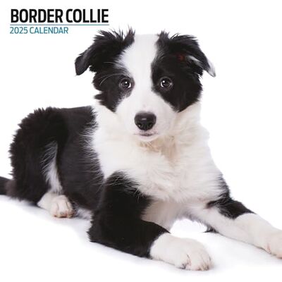 Magnet & Steel Border Collie 2025 modern kalender Magnet & Steel Border Collie 2025 modern kalender