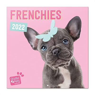 Grupo Erik : Officiell studio husdjur frenchies 2022 väggkalender, 2022 kalender, 30 x 30 cm fyrkantig väggkalender 2022, familjekalender 2022, hundkalender 2022 barnkalender 2022 Grupo Erik : Officiell studio husdjur frenchies 2022 väggkalender, 2022 kalender, 30 x 30 cm fyrkantig väggkalender 2022, familjekalender 2022, hundkalender 2022 barnkalender 2022