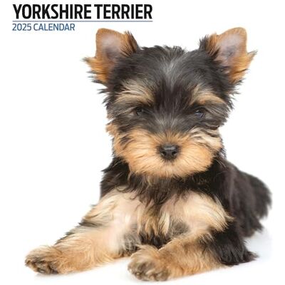 Magnet & Steel Yorkshire Terrier 2025 modern kalender Magnet & Steel Yorkshire Terrier 2025 modern kalender