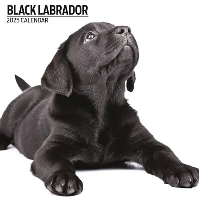 Magnet & Steel Labrador svart 2025 modern kalender Magnet & Steel Labrador svart 2025 modern kalender