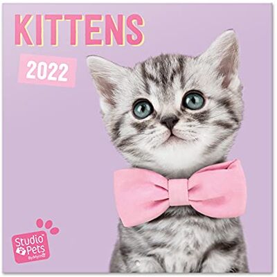 Grupo Erik Officiell studio husdjur kattungar 2022 väggkalender, 2022 kalender, 30 x 30 cm fyrkantig väggkalender 2022, familjekalender 2022, kattkalender 2022 – barnkalender 2022 Grupo Erik Officiell studio husdjur kattungar 2022 väggkalender, 2022 kalender, 30 x 30 cm fyrkantig väggkalender 2022, familjekalender 2022, kattkalender 2022 – barnkalender 2022