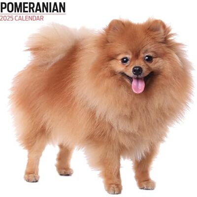 Magnet & Steel Pomeranian 2025 Modern kalender Magnet & Steel Pomeranian 2025 Modern kalender
