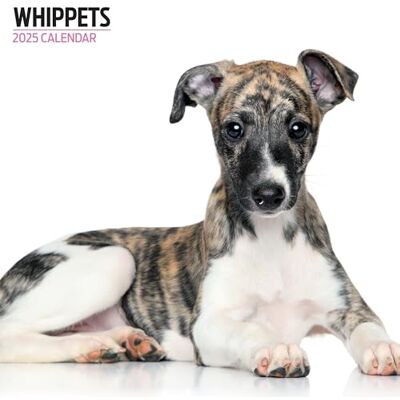 Magnet & Steel Whippets 2025 Modern kalender Magnet & Steel Whippets 2025 Modern kalender