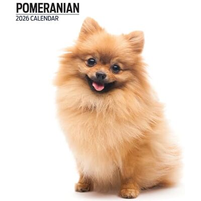 Magnet & Steel Pomeranian 2026 Modern kalender Magnet & Steel Pomeranian 2026 Modern kalender