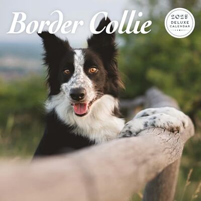 Magnet & Steel Border Collie 2025 Deluxe Kalender Magnet & Steel Border Collie 2025 Deluxe Kalender