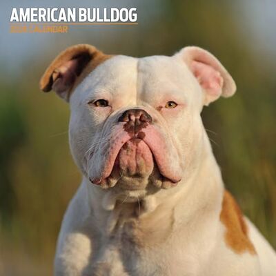 Magnet & Steel Amerikansk bulldog 2026 traditionell kalender Magnet & Steel Amerikansk bulldog 2026 traditionell kalender