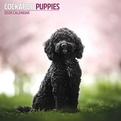 Magnet & Steel Cockapoo valpar 2026 kalender Magnet & Steel Cockapoo valpar 2026 kalender