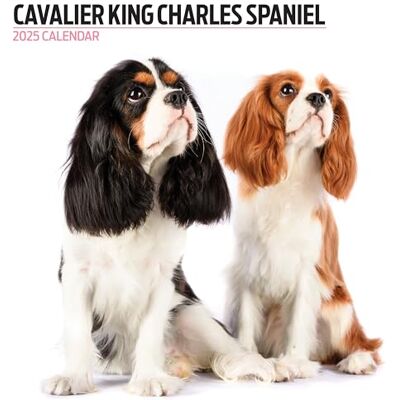 Magnet & Steel Cavalier King Charles Spaniel 2025 modern kalender Magnet & Steel Cavalier King Charles Spaniel 2025 modern kalender