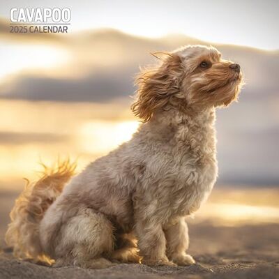 Magnet & Steel Cavapoo 2025 traditionell kalender Magnet & Steel Cavapoo 2025 traditionell kalender