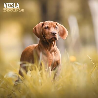 Magnet & Steel Vizsla 2025 traditionell kalender Magnet & Steel Vizsla 2025 traditionell kalender