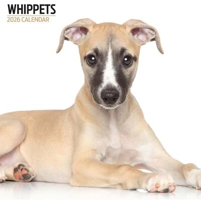 Magnet & Steel Whippets 2026 Modern kalender Magnet & Steel Whippets 2026 Modern kalender