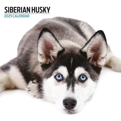 Magnet & Steel Siberian Husky 2025 Modern kalender Magnet & Steel Siberian Husky 2025 Modern kalender