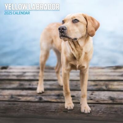 Magnet & Steel Labrador gul 2025 traditionell kalender Magnet & Steel Labrador gul 2025 traditionell kalender