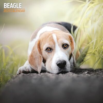 Magnet & Steel Beagle 2025 traditionell kalender Magnet & Steel Beagle 2025 traditionell kalender