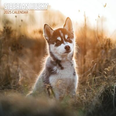 Magnet & Steel Siberian Husky 2025 traditionell kalender Magnet & Steel Siberian Husky 2025 traditionell kalender