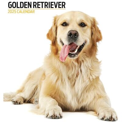Magnet & Steel Golden Retriever 2025 Modern kalender Magnet & Steel Golden Retriever 2025 Modern kalender