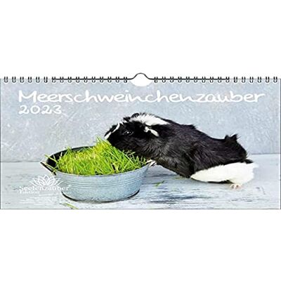Seelenzauber Marsvin magi DIN A4 kalender för 2023 marsvin – sjöladur Seelenzauber Marsvin magi DIN A4 kalender för 2023 marsvin – sjöladur