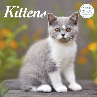 Magnet & Steel Kattunge 2025 Deluxe Kalender Magnet & Steel Kattunge 2025 Deluxe Kalender