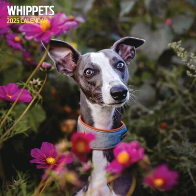 Magnet & Steel Whippets 2025 traditionell kalender Magnet & Steel Whippets 2025 traditionell kalender