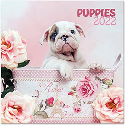 Grupo Erik : Officiell Chantrenne hund 2022 väggkalender, 2022 kalender, 30 x 30 cm fyrkantig väggkalender 2022, familjekalender 2022, valpkalender 2 barnkalender 2022 Grupo Erik : Officiell Chantrenne hund 2022 väggkalender, 2022 kalender, 30 x 30 cm fyrkantig väggkalender 2022, familjekalender 2022, valpkalender 2 barnkalender 2022