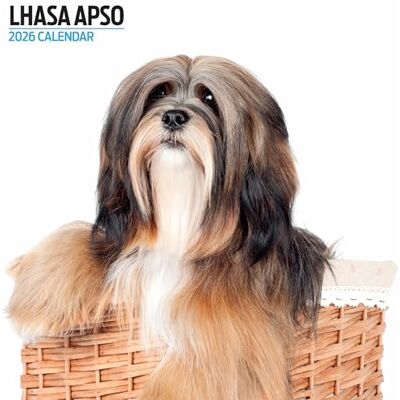 Magnet & Steel Lhasa Apso 2026 Modern kalender Magnet & Steel Lhasa Apso 2026 Modern kalender