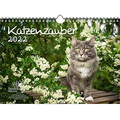 Seelenzauber Cat Magic Din A4 Kalender För 2022 Katter Och Kattungar Soulmagi Seelenzauber Cat Magic Din A4 Kalender För 2022 Katter Och Kattungar Soulmagi