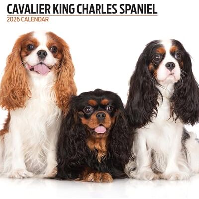 Magnet & Steel Cavalier King Charles Spaniel 2026 modern kalender Magnet & Steel Cavalier King Charles Spaniel 2026 modern kalender