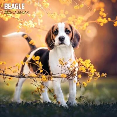 Magnet & Steel Beagle 2026 traditionell kalender Magnet & Steel Beagle 2026 traditionell kalender