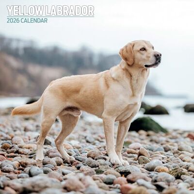Magnet & Steel Labrador gul 2026 traditionell kalender Magnet & Steel Labrador gul 2026 traditionell kalender