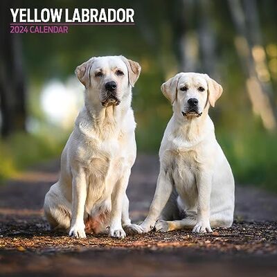 Magnet & Steel Labrador gul traditionell 2024 kalender Magnet & Steel Labrador gul traditionell 2024 kalender