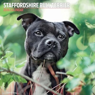 Magnet & Steel Staffordshire Bull Terrier 2026 traditionell kalender Magnet & Steel Staffordshire Bull Terrier 2026 traditionell kalender