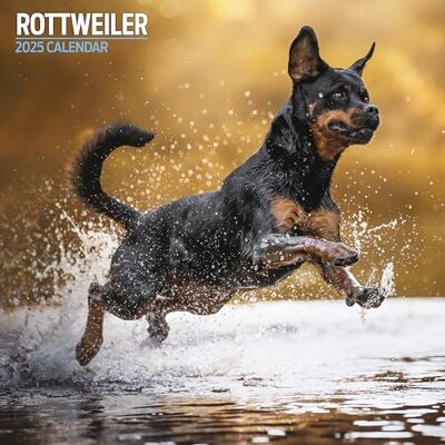 Magnet & Steel Rottweiler 2025 traditionell kalender Magnet & Steel Rottweiler 2025 traditionell kalender