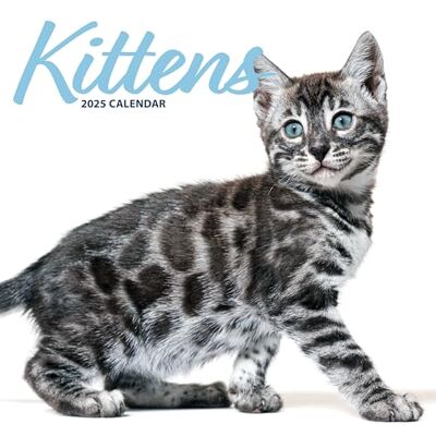 Magnet & Steel Kattungar 2025 Modern kalender Magnet & Steel Kattungar 2025 Modern kalender
