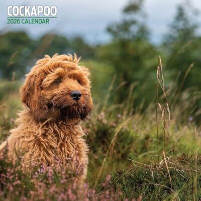 Magnet & Steel Cockapoo 2026 traditionell kalender Magnet & Steel Cockapoo 2026 traditionell kalender