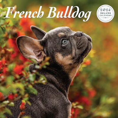 Magnet & Steel Fransk bulldog 2026 Deluxe Kalender Magnet & Steel Fransk bulldog 2026 Deluxe Kalender