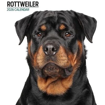 Magnet & Steel Rottweiler 2026 Modern kalender Magnet & Steel Rottweiler 2026 Modern kalender
