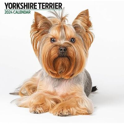 Magnet & Steel Yorkshire Terrier Modern 2024 Kalender Magnet & Steel Yorkshire Terrier Modern 2024 Kalender