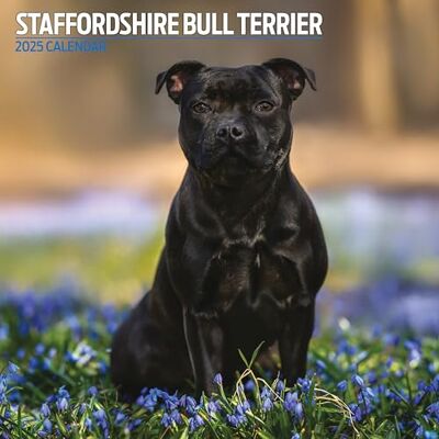 Magnet & Steel Staffordshire Bull Terrier 2025 traditionell kalender Magnet & Steel Staffordshire Bull Terrier 2025 traditionell kalender