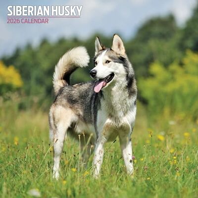 Magnet & Steel Siberian Husky 2026 traditionell kalender Magnet & Steel Siberian Husky 2026 traditionell kalender