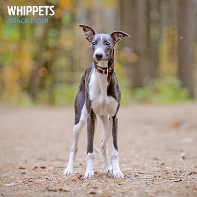 Magnet & Steel Whippets 2026 traditionell kalender Magnet & Steel Whippets 2026 traditionell kalender