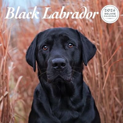 Magnet & Steel Labrador Black 2026 Deluxe Kalender Magnet & Steel Labrador Black 2026 Deluxe Kalender