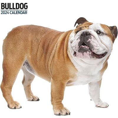Magnet & Steel Bulldog modern kalender 2024 Magnet & Steel Bulldog modern kalender 2024