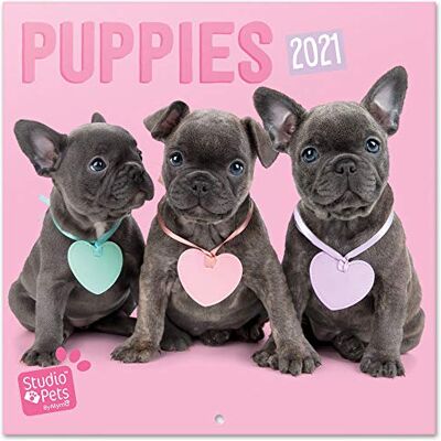 Grupo Erik Erik Väggkalender Studio Pets valpar – kalender 2021 för 16 månader Grupo Erik Erik Väggkalender Studio Pets valpar – kalender 2021 för 16 månader