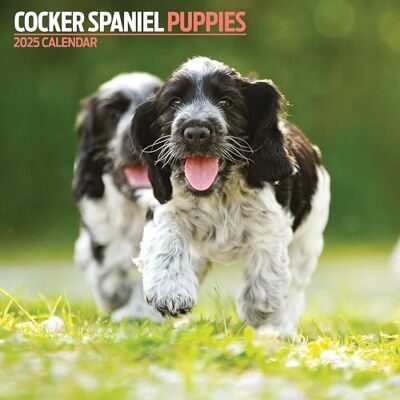 Magnet & Steel Cocker Spaniel valpar 2025 kalender Magnet & Steel Cocker Spaniel valpar 2025 kalender