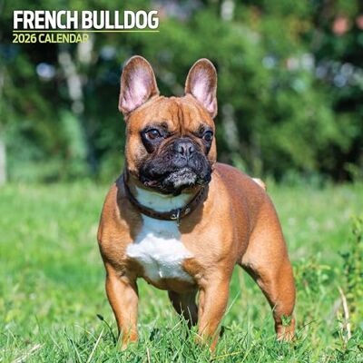 Magnet & Steel Fransk bulldog 2026 traditionell kalender Magnet & Steel Fransk bulldog 2026 traditionell kalender