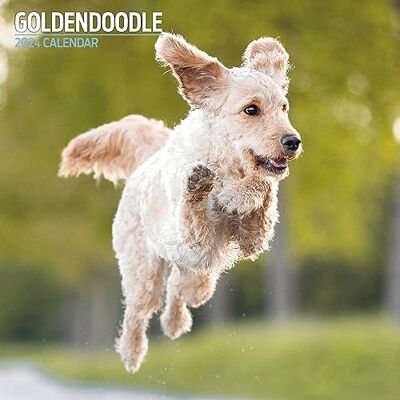 Magnet & Steel Goldendoodle Traditionell kalender 2024 Magnet & Steel Goldendoodle Traditionell kalender 2024
