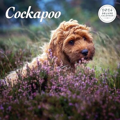 Magnet & Steel Cockapoo 2026 Deluxe Kalender Magnet & Steel Cockapoo 2026 Deluxe Kalender