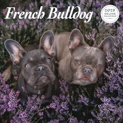 Magnet & Steel Fransk bulldog 2025 Deluxe Kalender Magnet & Steel Fransk bulldog 2025 Deluxe Kalender