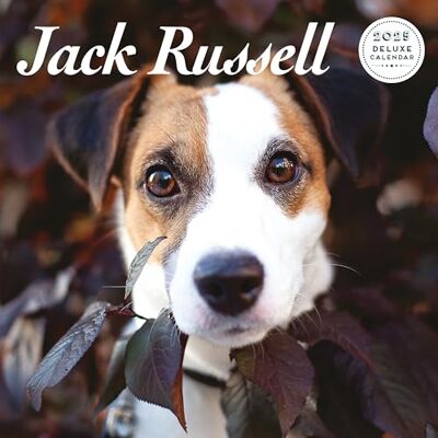 Magnet & Steel Jack Russell 2025 Deluxe Kalender Magnet & Steel Jack Russell 2025 Deluxe Kalender
