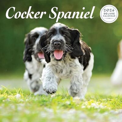 Magnet & Steel Cocker Spaniel 2026 Deluxe Kalender Magnet & Steel Cocker Spaniel 2026 Deluxe Kalender